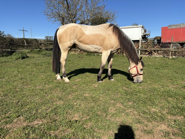 American Paint Horse Caballo castrado 5 años 155 cm Buckskin/Bayo in Frisange