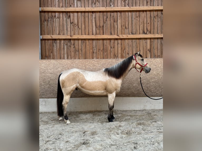 American Paint Horse Caballo castrado 5 años 155 cm Buckskin/Bayo in Frisange