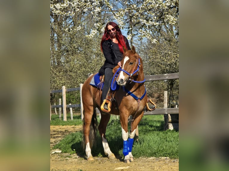 American Paint Horse Mestizo Caballo castrado 5 años 155 cm Pío in Linkenbach