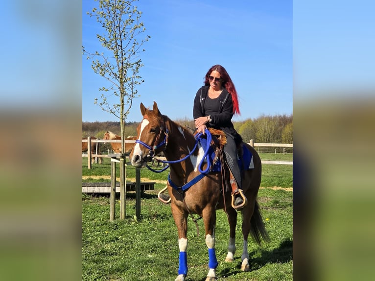 American Paint Horse Mestizo Caballo castrado 5 años 155 cm Pío in Linkenbach