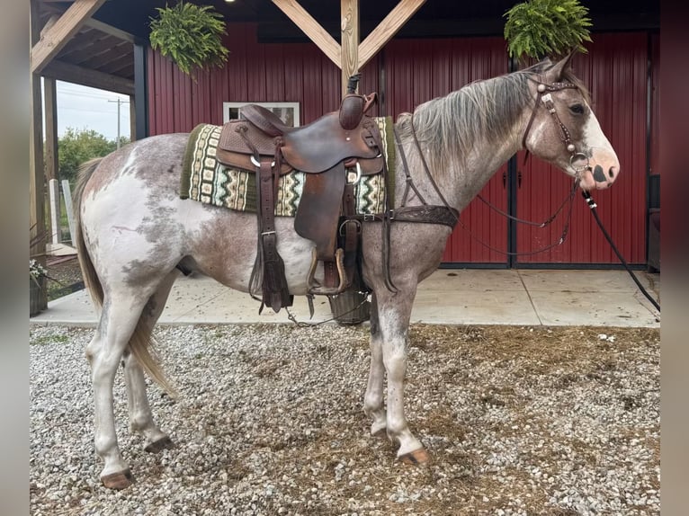 American Paint Horse Caballo castrado 5 años 155 cm Sabino in Mantua