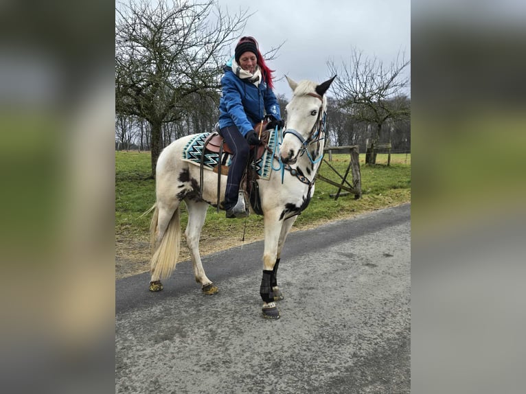 American Paint Horse Mestizo Caballo castrado 5 años 156 cm Pío in Linkenbach