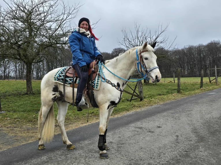 American Paint Horse Mestizo Caballo castrado 5 años 156 cm Pío in Linkenbach