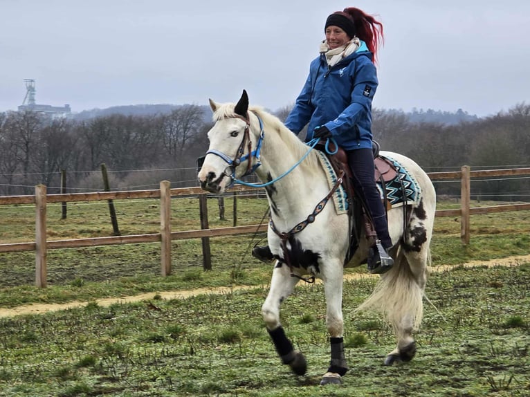 American Paint Horse Mestizo Caballo castrado 5 años 156 cm Pío in Linkenbach