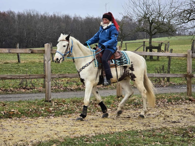 American Paint Horse Mestizo Caballo castrado 5 años 156 cm Pío in Linkenbach