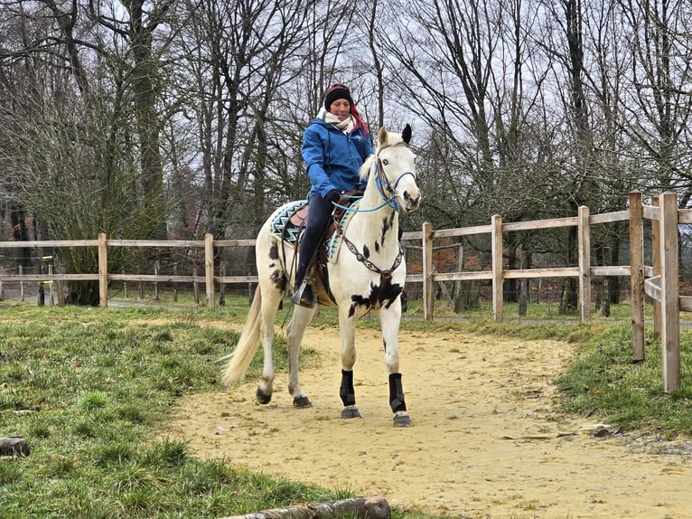 American Paint Horse Mestizo Caballo castrado 5 años 156 cm Pío in Linkenbach