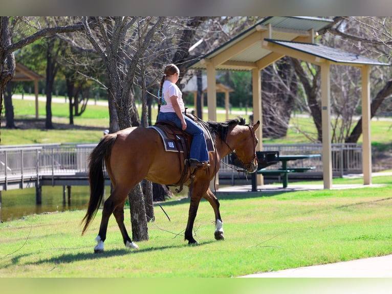 American Paint Horse Caballo castrado 5 años 157 cm Bayo in Forney