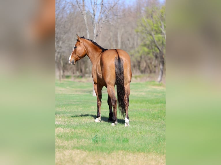 American Paint Horse Caballo castrado 5 años 157 cm Bayo in Forney