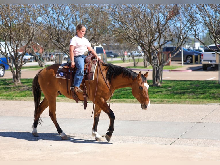 American Paint Horse Caballo castrado 5 años 157 cm Bayo in Forney