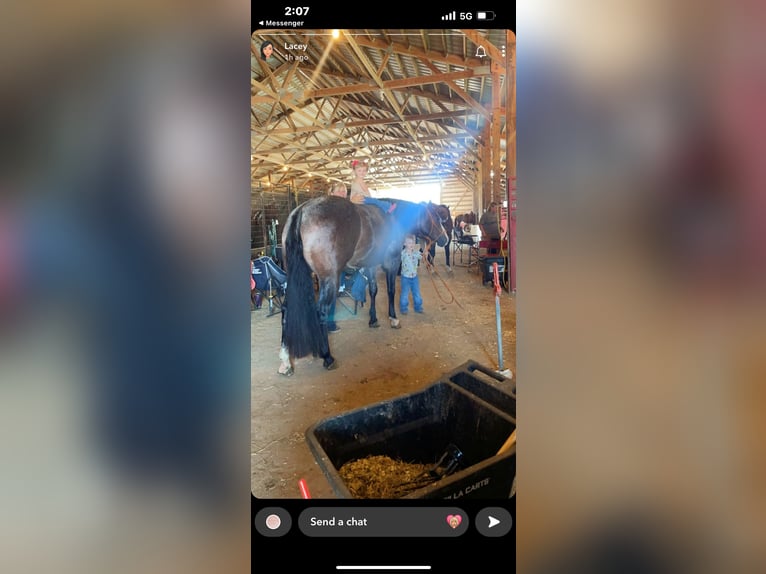 American Paint Horse Caballo castrado 5 años 157 cm Castaño-ruano in Sheffield