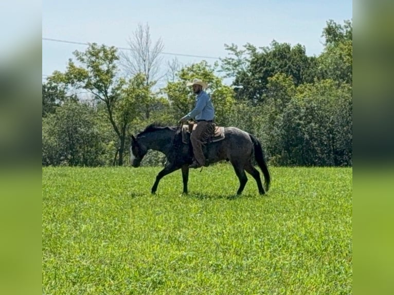 American Paint Horse Caballo castrado 5 años 157 cm Castaño-ruano in Sheffield