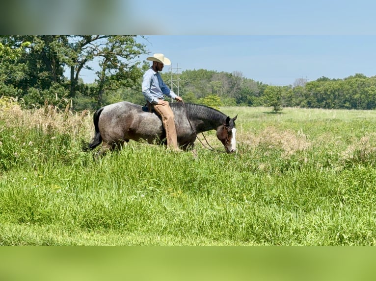American Paint Horse Caballo castrado 5 años 157 cm Castaño-ruano in Sheffield