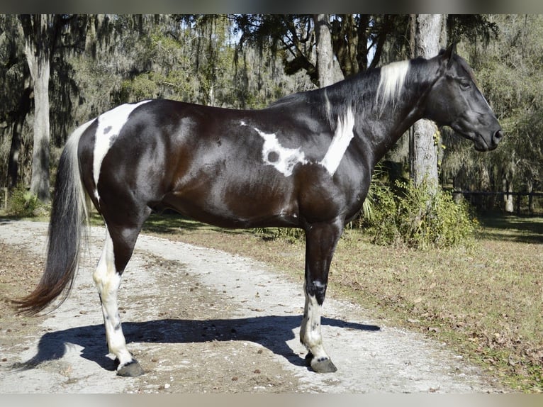 American Paint Horse Caballo castrado 5 años 157 cm Negro in Micanopy