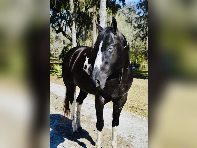American Paint Horse Caballo castrado 5 años 157 cm Negro in Micanopy