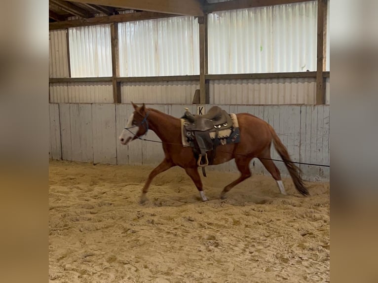 American Paint Horse Caballo castrado 5 años 157 cm Overo-todas las-capas in Steyerberg