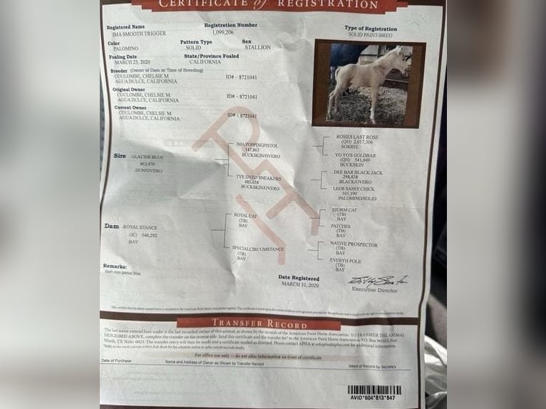 American Paint Horse Caballo castrado 5 años 157 cm Palomino in Paicines CA