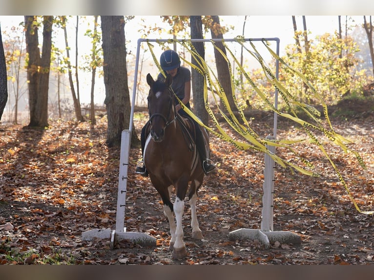 American Paint Horse Mestizo Caballo castrado 5 años 157 cm Pío in Clover