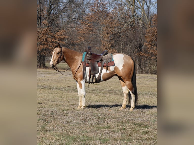 American Paint Horse Caballo castrado 5 años 157 cm Pío in Brownstown