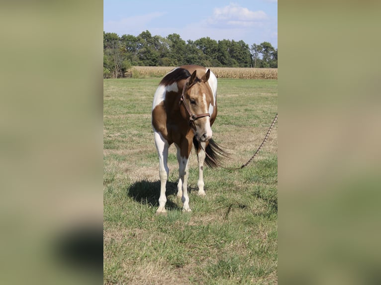 American Paint Horse Caballo castrado 5 años 157 cm Pío in Brownstown
