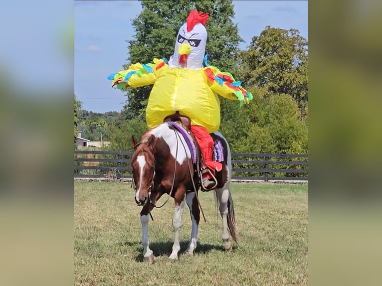 American Paint Horse Caballo castrado 5 años 157 cm Tobiano-todas las-capas in Robards