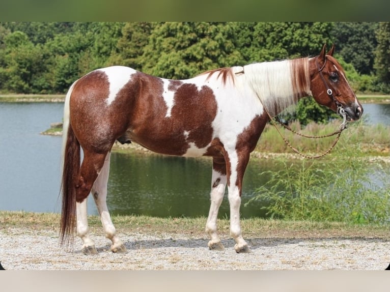 American Paint Horse Caballo castrado 5 años 157 cm Tobiano-todas las-capas in Robards