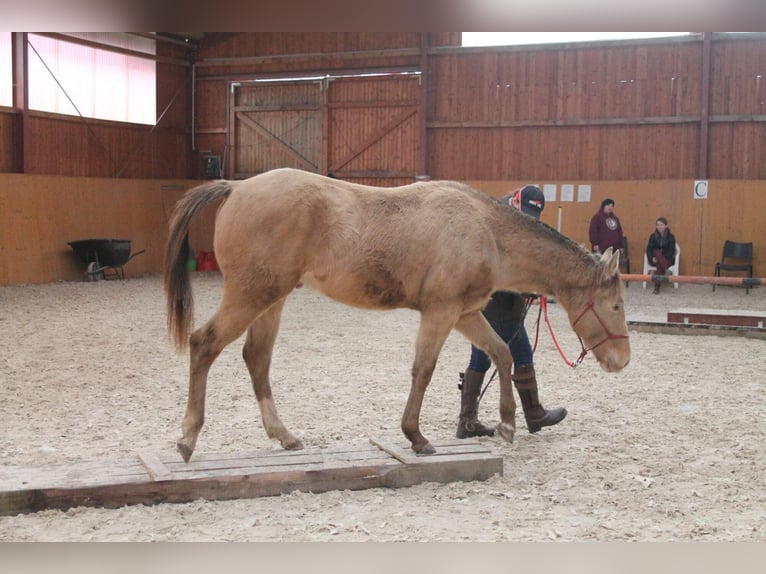 American Paint Horse Caballo castrado 5 años 158 cm Champán in Ceske Budejovice
