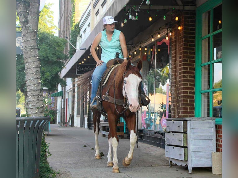 American Paint Horse Caballo castrado 5 años 160 cm Alazán-tostado in rusk TX