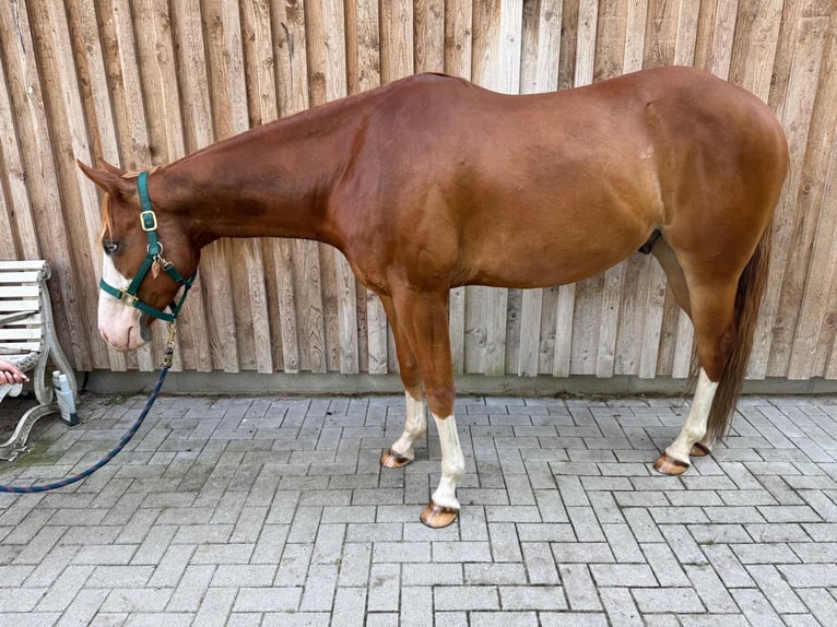 American Paint Horse Caballo castrado 5 años 160 cm Alazán in Böhme