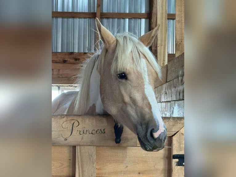 American Paint Horse Caballo castrado 5 años 163 cm Palomino in Bolton