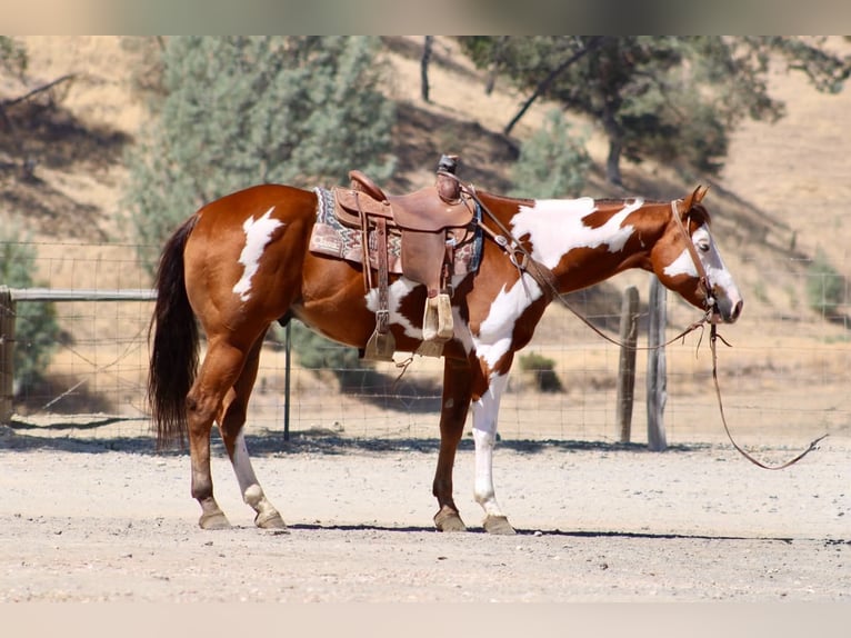 American Paint Horse Caballo castrado 5 años Overo-todas las-capas in Tres Pinos