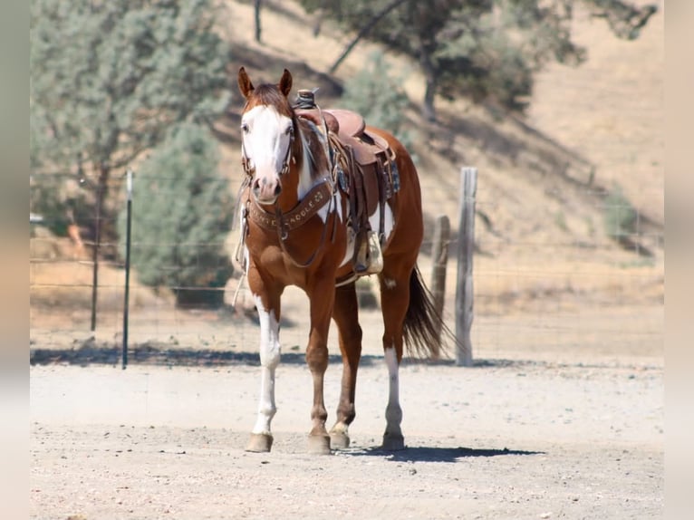 American Paint Horse Caballo castrado 5 años Overo-todas las-capas in Tres Pinos