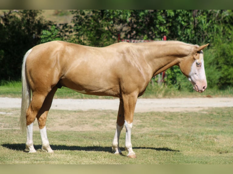American Paint Horse Caballo castrado 5 años Palomino in Whitesboro