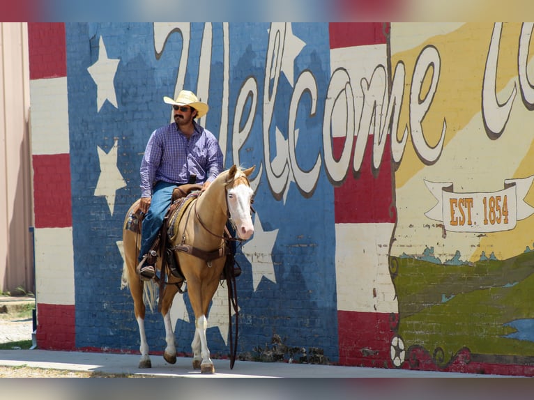 American Paint Horse Caballo castrado 5 años Palomino in Whitesboro
