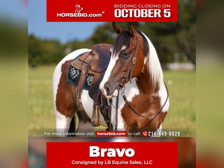American Paint Horse Caballo castrado 5 años Pío in Terrell