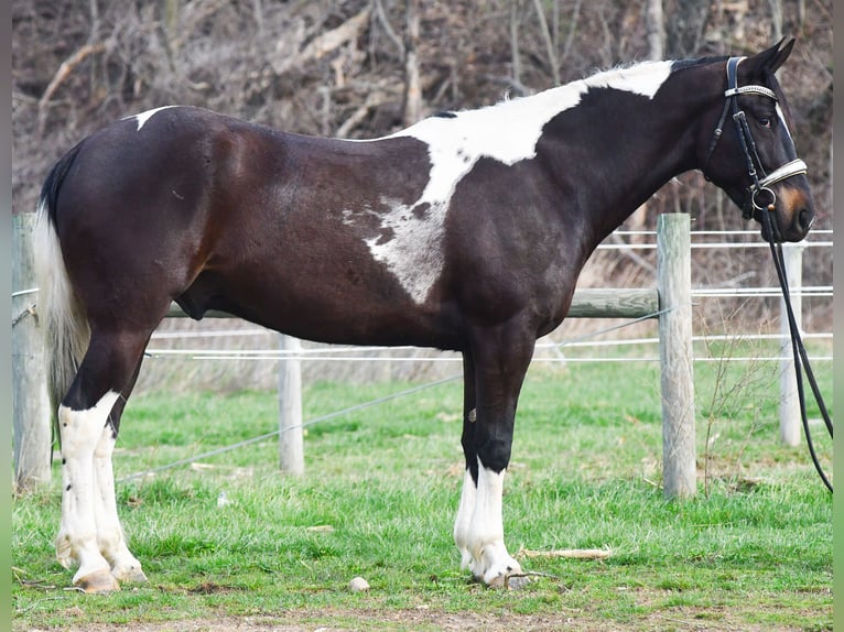 American Paint Horse Mestizo Caballo castrado 5 años Pío in Strasburg