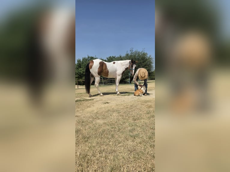 American Paint Horse Caballo castrado 5 años Pío in Terrell