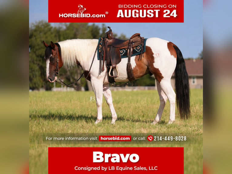 American Paint Horse Caballo castrado 5 años Pío in Terrell
