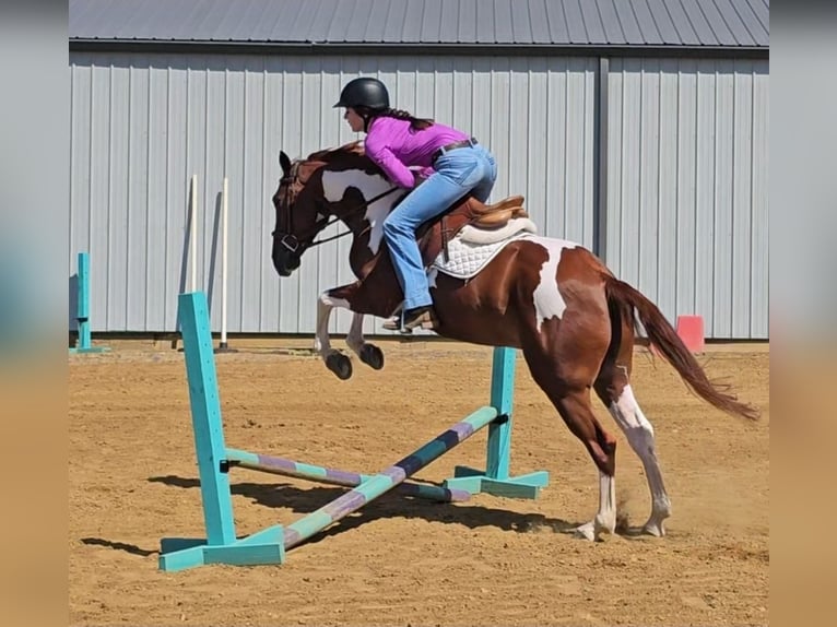 American Paint Horse Caballo castrado 5 años Pío in Robards