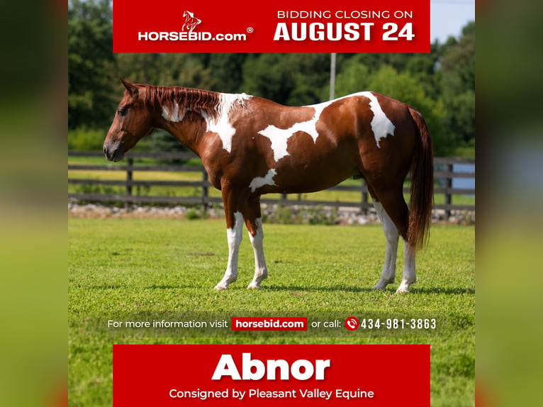 American Paint Horse Caballo castrado 5 años Pío in Robards
