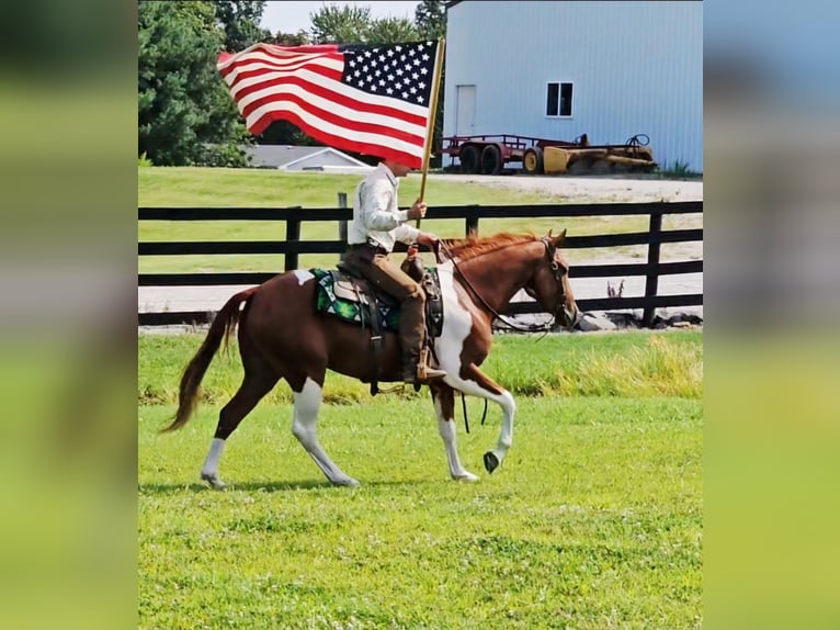 American Paint Horse Caballo castrado 5 años Pío in Robards