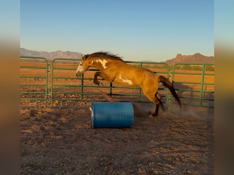 American Paint Horse Caballo castrado 6 años 142 cm Overo-todas las-capas in Marana, AZ