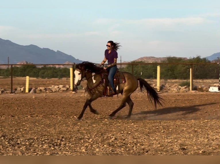 American Paint Horse Caballo castrado 6 años 142 cm Overo-todas las-capas in Marana, AZ