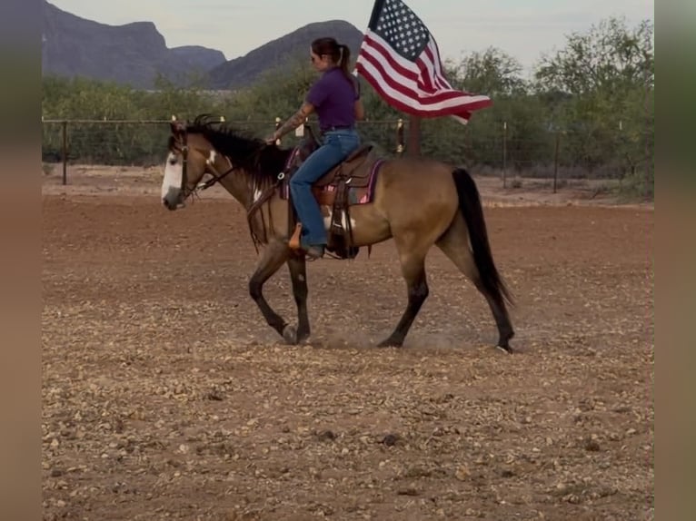 American Paint Horse Caballo castrado 6 años 142 cm Overo-todas las-capas in Marana, AZ