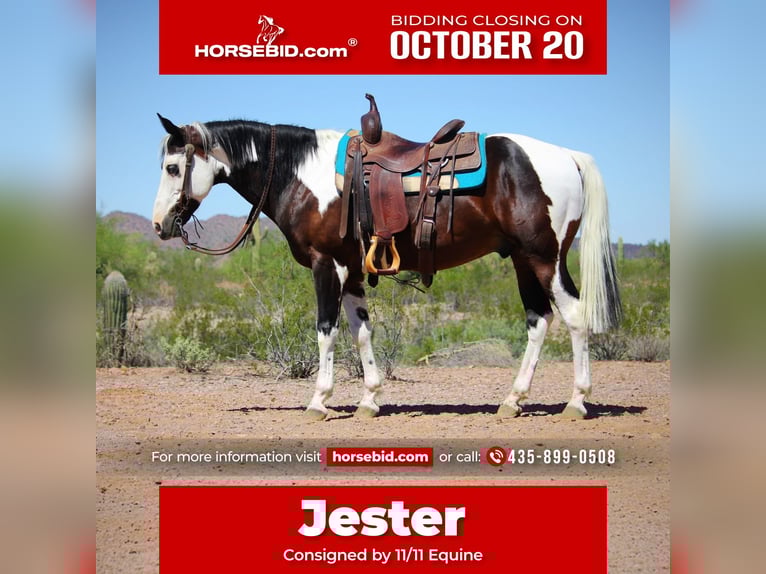 American Paint Horse Caballo castrado 6 años 147 cm Pío in Marana