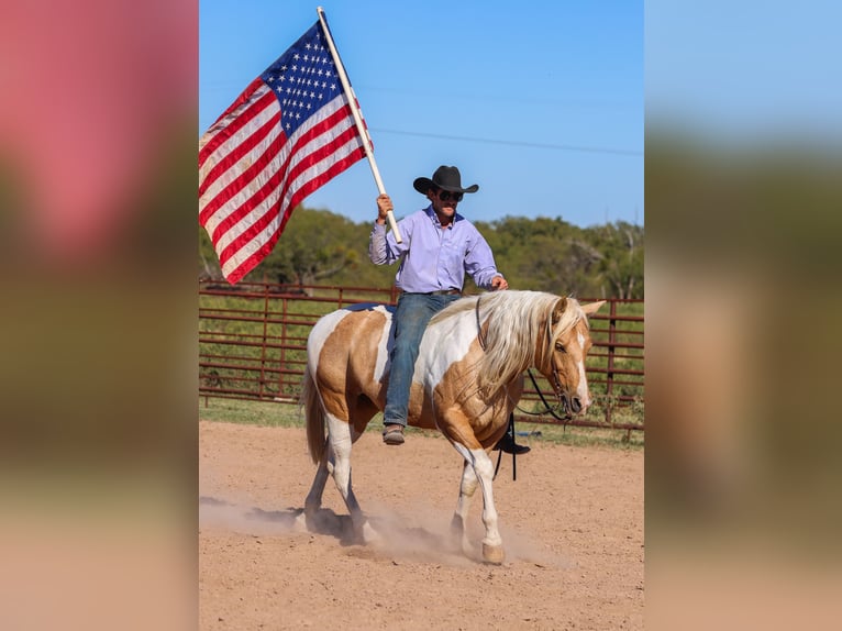 American Paint Horse Caballo castrado 6 años 147 cm Pío in Ranger