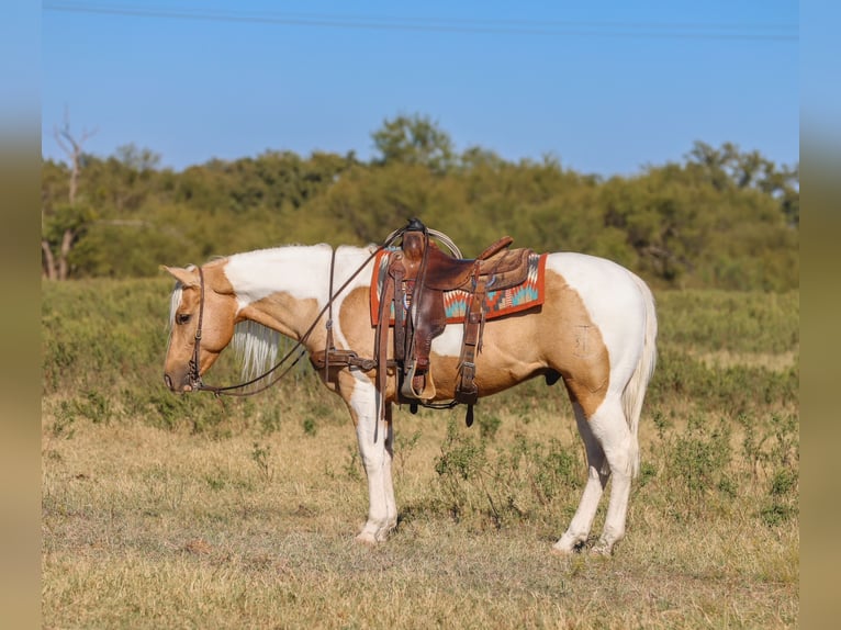 American Paint Horse Caballo castrado 6 años 147 cm Pío in Ranger