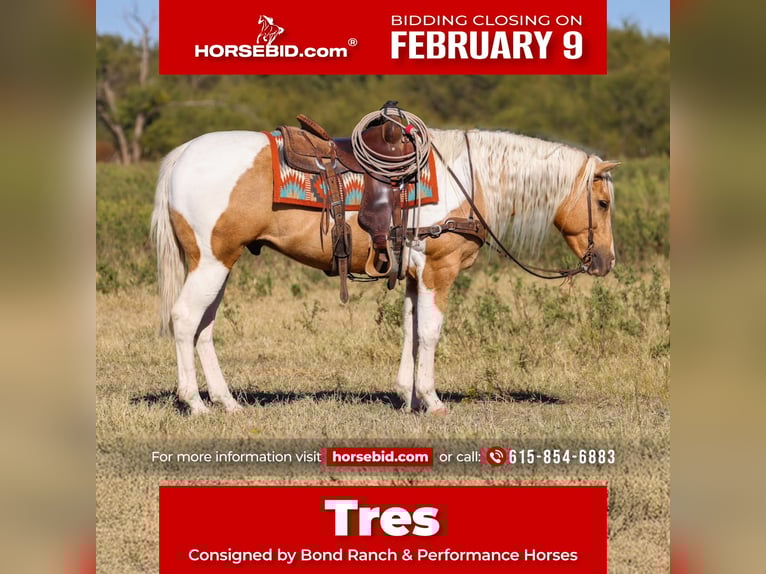 American Paint Horse Caballo castrado 6 años 147 cm Pío in Ranger