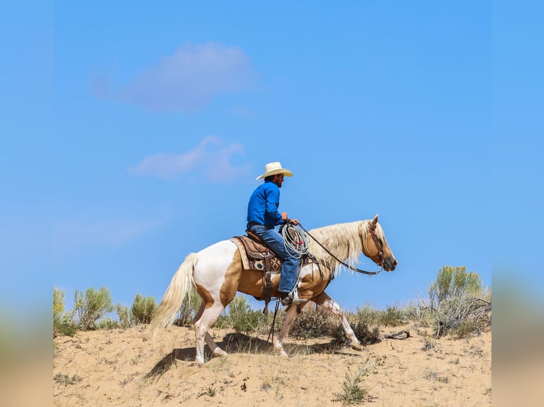 American Paint Horse Caballo castrado 6 años 147 cm Pío in Ranger
