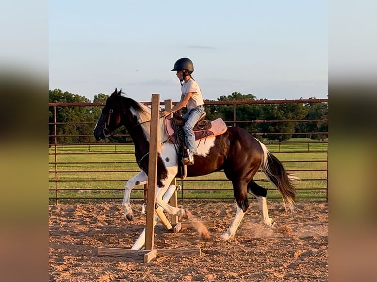 American Paint Horse Caballo castrado 6 años 147 cm Pío in Weatherford