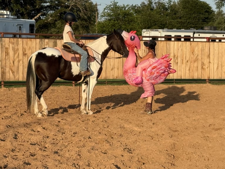 American Paint Horse Caballo castrado 6 años 147 cm Pío in Weatherford